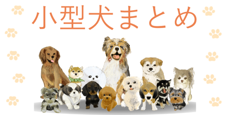 小型犬がいっぱい!